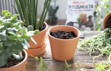 Kaktusi adatainie skaistuļi