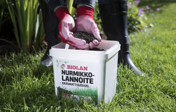 Kā sekmīgi audzēt zālienu