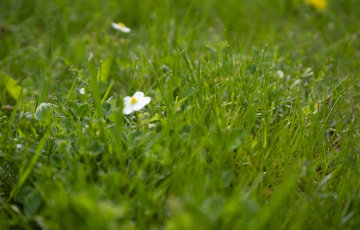 Zāliena kopšana rudenī.