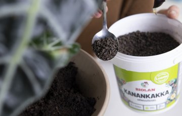 Ziloņķāju jukas pavasaris sākas jau februārī