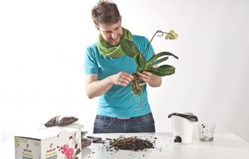 Pareiza orhideju aprūpe