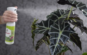 Pārmērīga laistīšana var nobeigt istabas augus