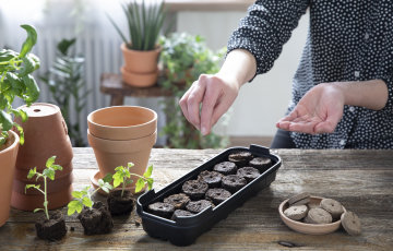 STĀDU AUDZĒŠANA PAĀTRINA VEĢETĀCIJAS PERIODU.