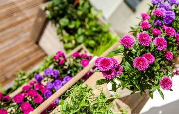 Kā panākt, lai vasaras puķes krāšņi ziedētu