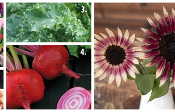 Pavasara dārza darbi