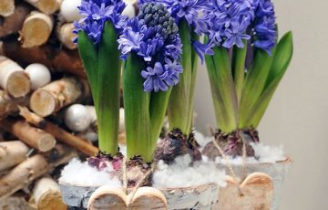 Sīpolpuķu mēslošana pavasarī