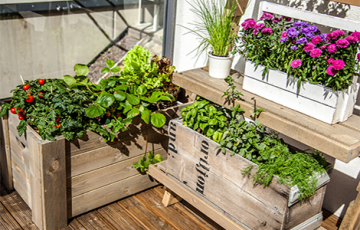 Mazdārziņš uz balkona!