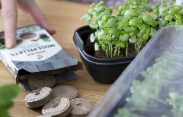 SĒKLU DIEDZĒŠANA SFAGNU SŪNU TABLETĒS IR VIENKĀRŠA