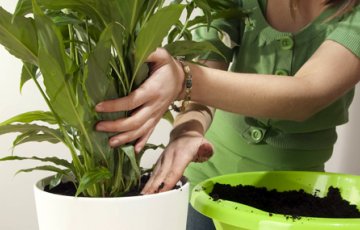 Nomainiet augsni un modiniet istabas augus pavasarim