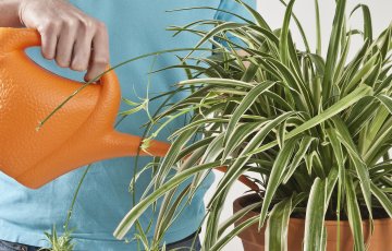 Telpaugu laistīšana un mēslošana