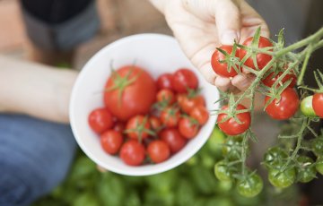 Martā vēl var paspēt iesēt tomātus