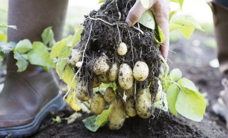 Biolan Dabīgais mēslojums kartupeļiem un dārzeņiem