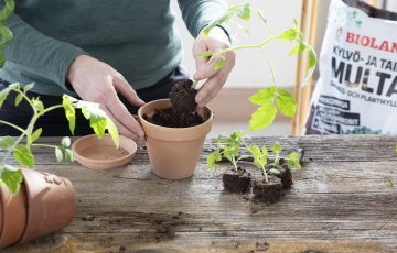 DIEDZĒŠANA PAGARINA AUGŠANAS SEZONU