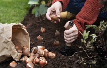 Sīpolpuķu stādīšana rudenī