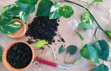 ISTABAS AUGU PAVAIROŠANA