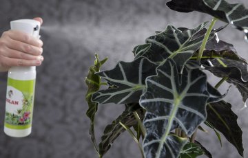 ISTABAS AUGU KOPŠANA ZIEMAS MĒNEŠOS