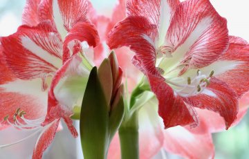 AMARIĻĻU KOPŠANA.