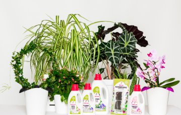 Telpaugu pārstādīšana