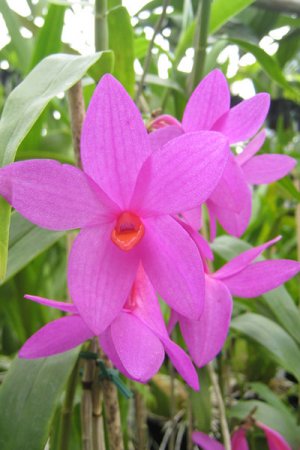 Biolan Augsne orhidejām
