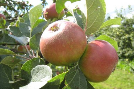 Biolan Stādīšanas un rudens mēslojums